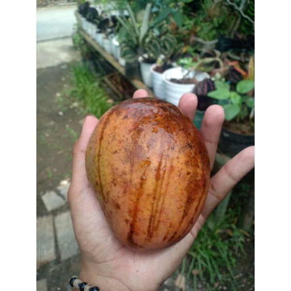 Bibit Mangga Coklat Hasil Cangkok Susu