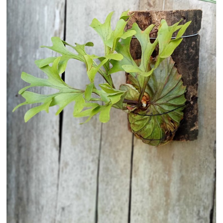 Platycerium Ridleyi,tanduk rusa,simbar