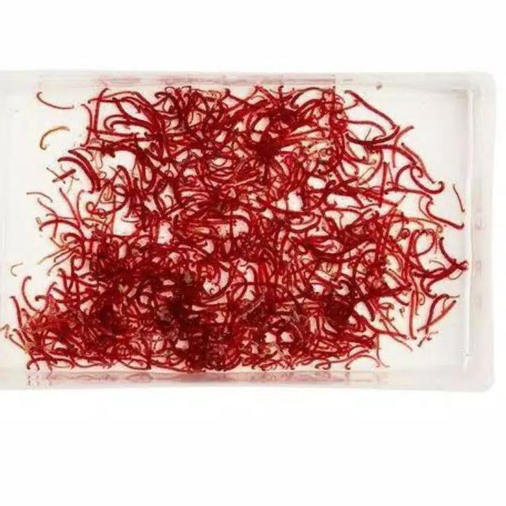 BEST SELLER CACING DARAH PAKAN IKAN CUPANG - IKAN LOUHAN - IKAN GUPY ➧