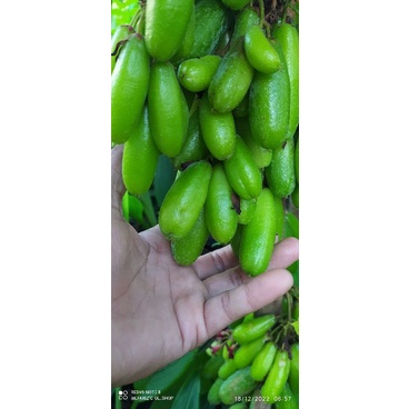 

belimbing wuluh segar 250.gram
