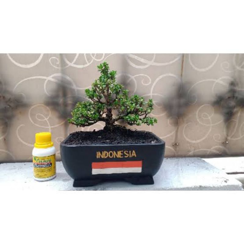 bonsai santigi mame