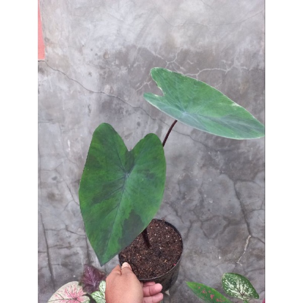 colocasia black marble