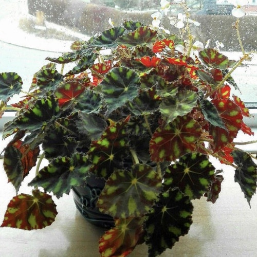 tanaman hias begonia tiger cup - tanaman daun begonia