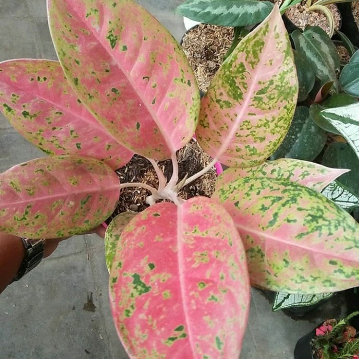 Aglonema big roy / Bunga big roy / Tanaman Hias Hidup/ Tanaman Hias Murah Meriah/ Tanaman Hias Hidup