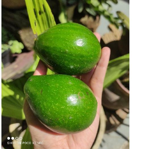 

ㅺ Alpukat mentega (BUAH APUKAT) sekilo isi 6-7 up (harga 15.000) ぞ