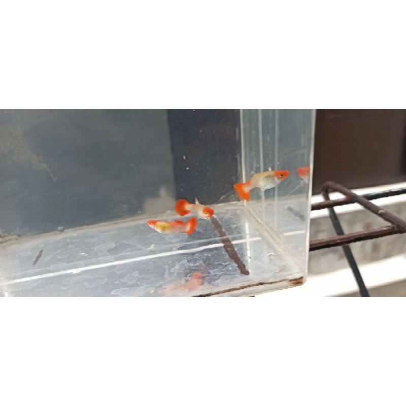 albino koi platinum sepair male female