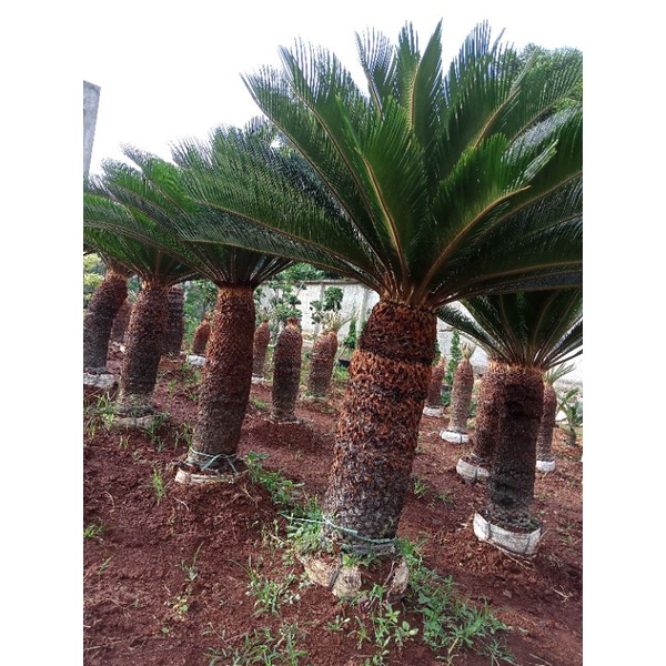 sikas palem sikass atau1meter jumbo