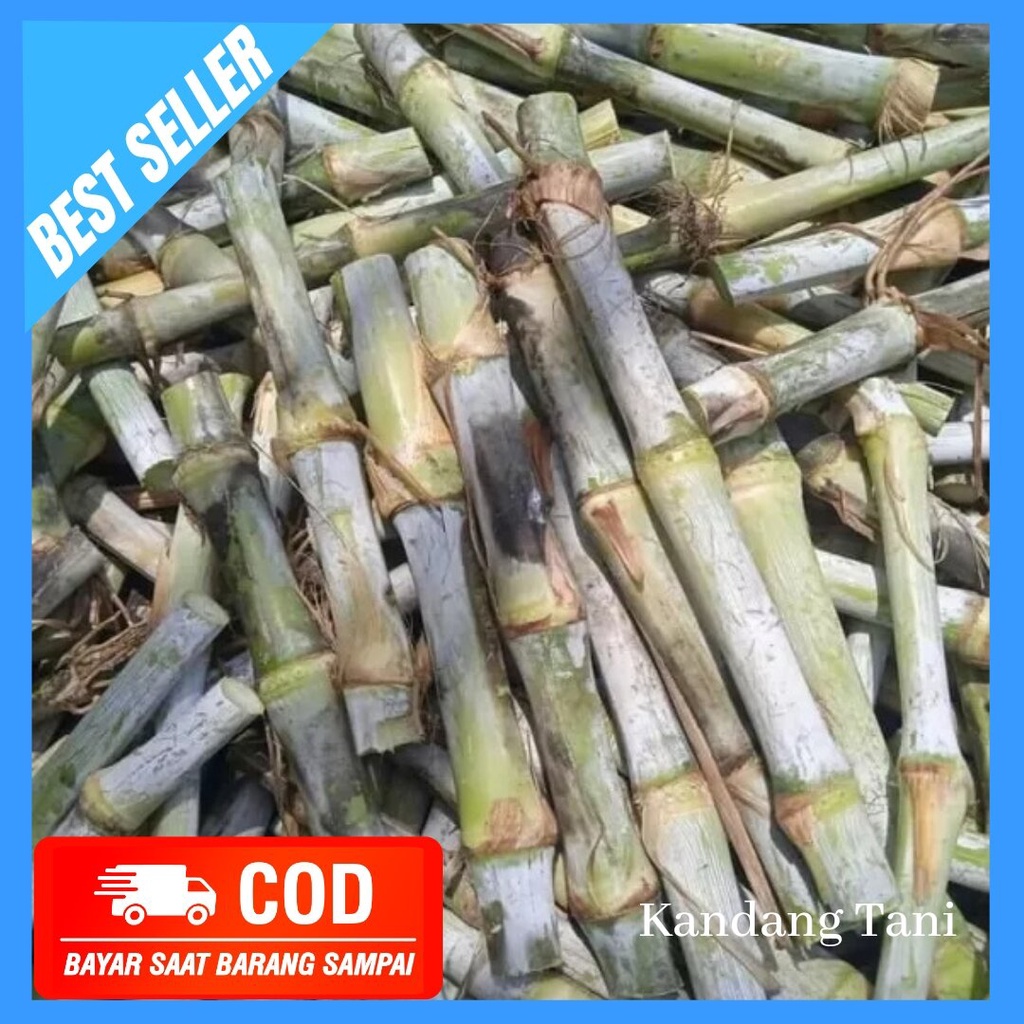 Bibit Super Rumput Gama Umami 1 kilogram