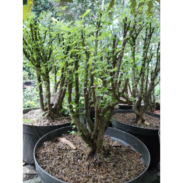 bahan bonsai mirten duri