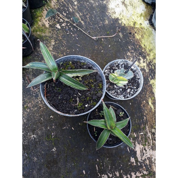 sanseviera dgc dan samurai drawf