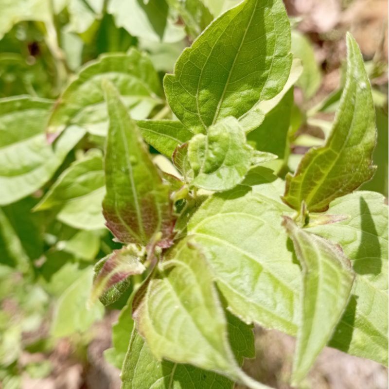 

Daun kirinyuh / kopasanda segar 100 gram