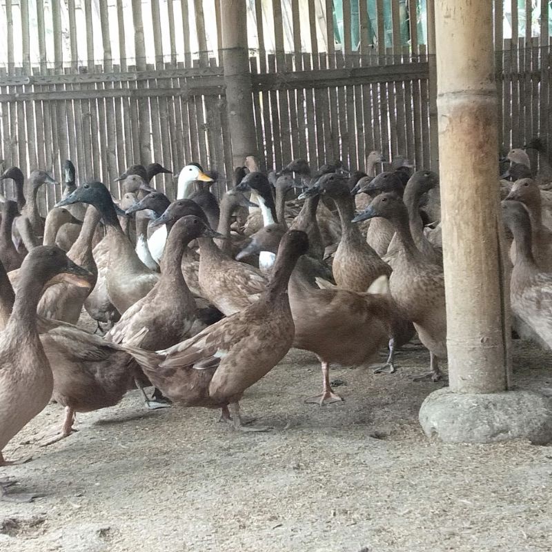 Telur fertil bebek petelur | untuk ditetaskan