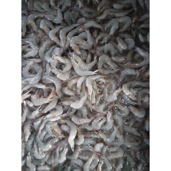 

Udang Peci Kecil 1kg