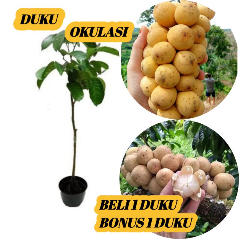 Jual Bibit Duku Manis Non Biji Okulasi Super Unggul Shopee Indonesia