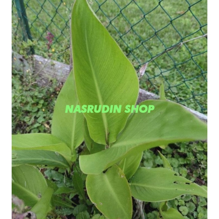 BIBIT GANYONG PUTIH / BIBIT UMBI GANYONG PUTIH POHON / BUKAN GANYONG MERANG / GONYONG PUTIH ATAU SEB