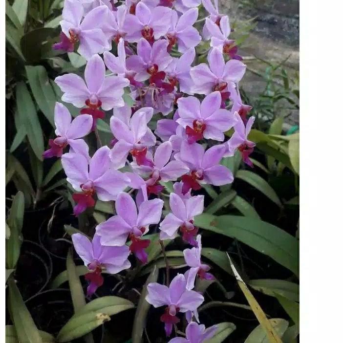 Terlaris ANGGREK BULAN MINI DORITIS DEWASA