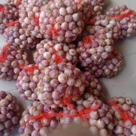 

TOP PRODUCT Bawang putih tunggal/Lanang impor kemasan 500gr ✿ 867