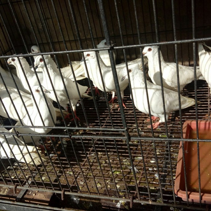 Burung Merpati Putih Polos Dara Fangsen Pelepasan Peresmian Weding