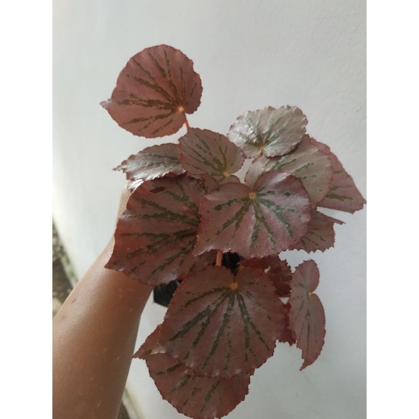 begonia pink/begonia gantung