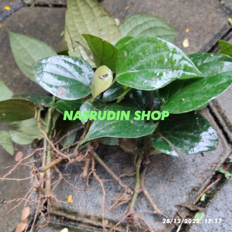 

[Fresh] BIBIT LADA RAMBAT BIBIT MERICA / BIBIT STEK LAJA SUDAH BERAKAR BUKAN LADA PERDU