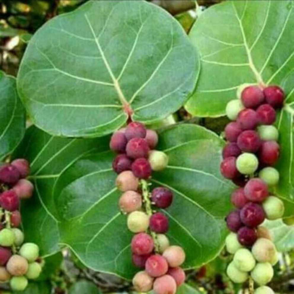 Bibit Tanaman Anggur Laut/Ketapang Laut bibit anggur laut hasil cangkok cepat berbuah