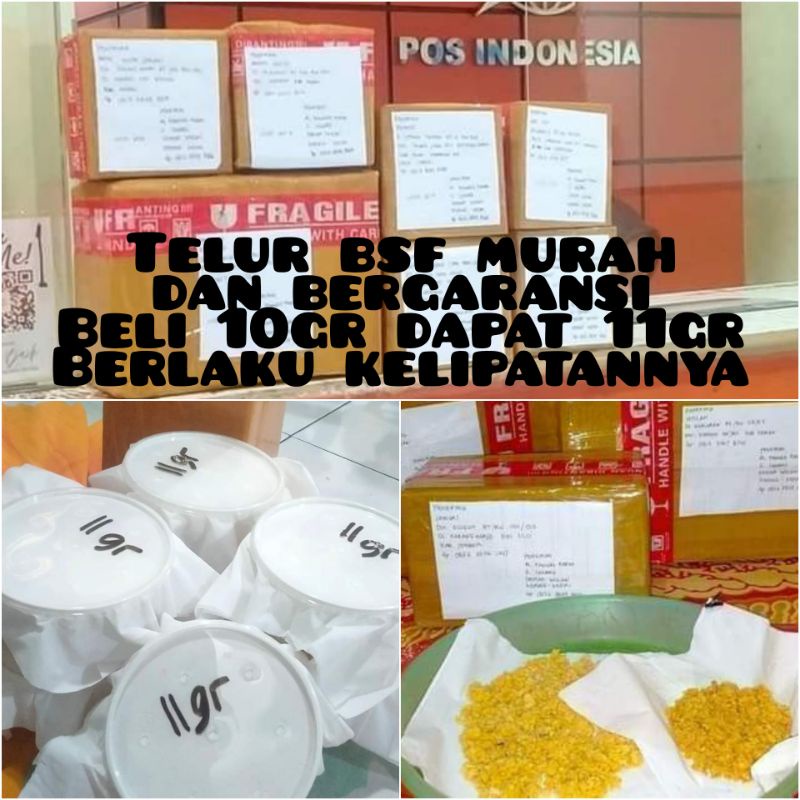 telur maggot / bibit maggot / lalat bsf murah 11 gram