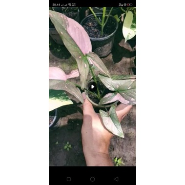 singonium pink splash, singonium varigata yellow, singonium t25,dan burlemax variegata