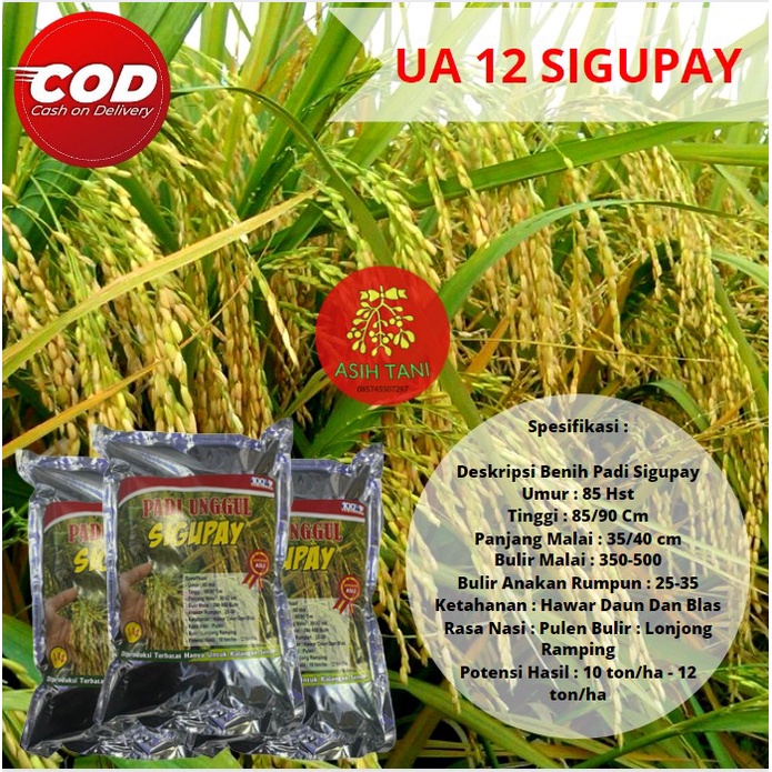 Benih Padi Unggul Sigupay UA Batuta / Bibit Unggul Sigupai 1kg