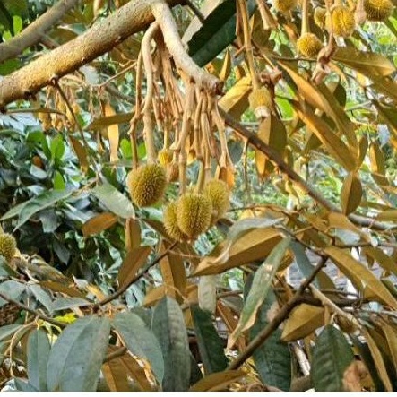 Pupuk Organik Pelebat Buah Dan Booster Durian Cepat Berbuah Lebat