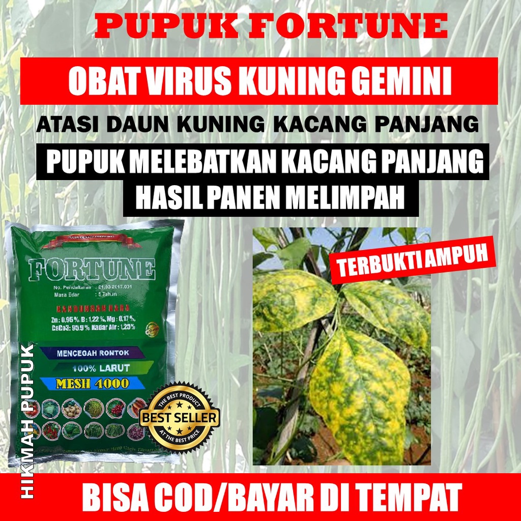Pupuk Tepung Kalsium Pelebat Kacang Panjang Atasi Patek Kacang dan Daun Kuning/Keriting Kacang Panja