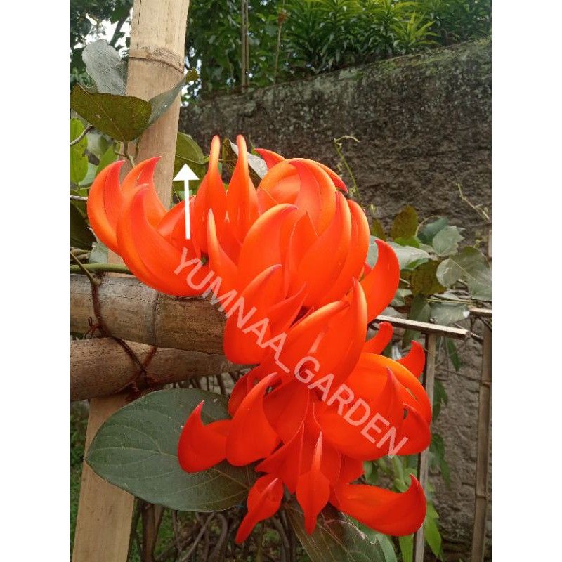 Flame of irian & Bibit tanaman Flame of irian