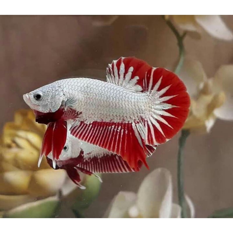 PK RDS RED DRAGON SNOW WHITE