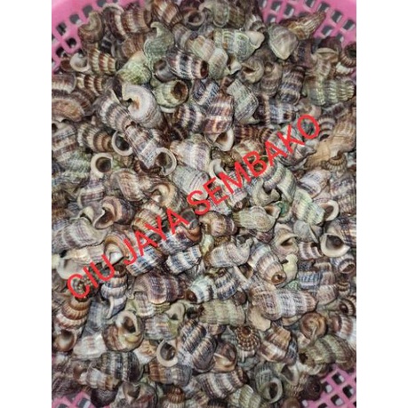 

Product(M17F)㊚ KEONG NENEK BERSIH POTONG BUNTUT / KATANGLO BERSIH / CHAO LO / TUTUT / SIPUT SEDUT / KATANG LO premium