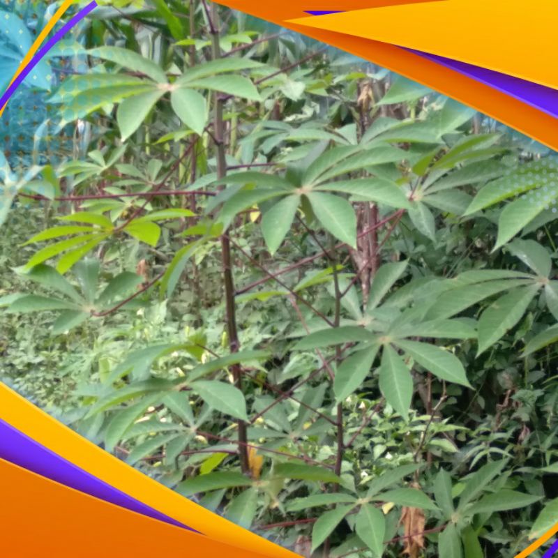 

daun singkong segar langsung petik 1kg