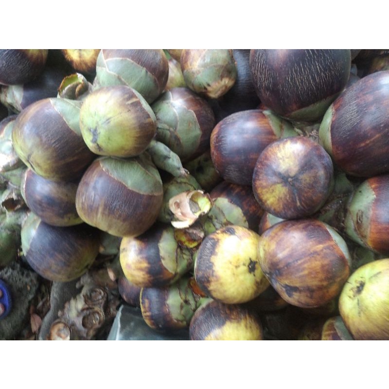 

Buah Lontar Siwalan Segar minim order 4 buah@