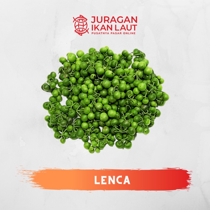 

Sayur Lenca Leunca Segar Berkualitas - 250 Gram