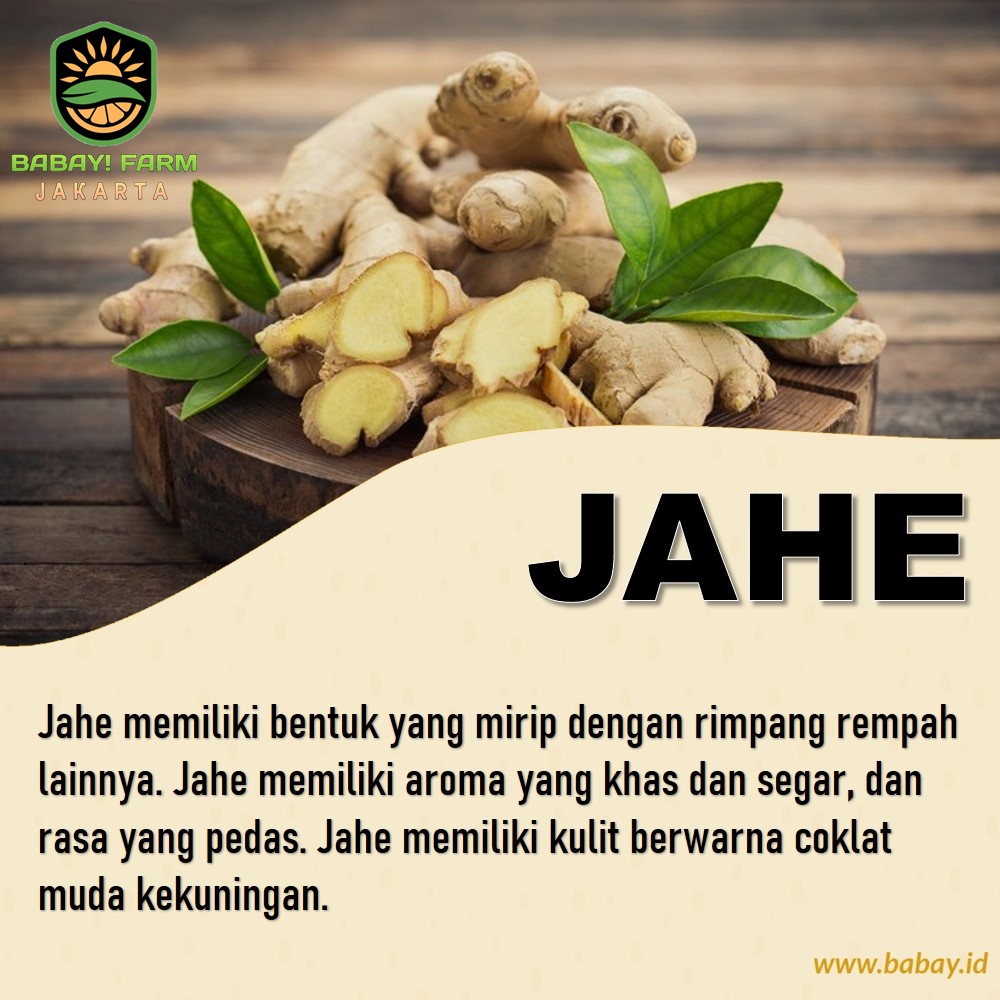 

Jahe 250 500 gram / 1 Kg
