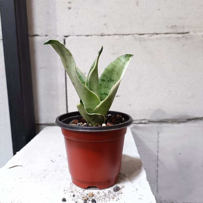 Sansevieria Hahnii Cream - Tanaman Rawatan