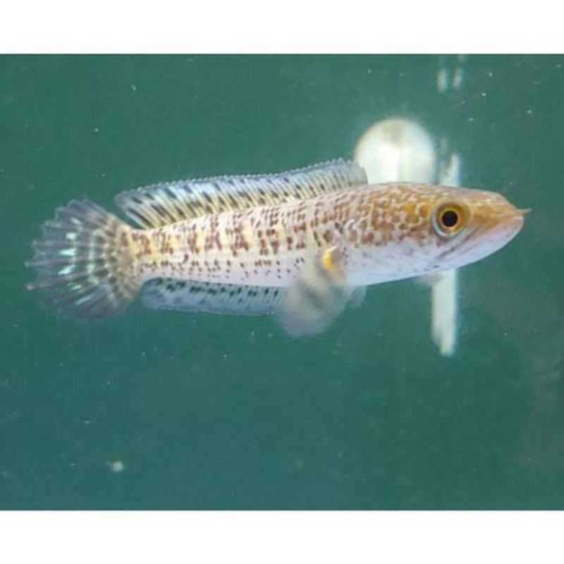 channa auranti ORI size 5 cm full pelet