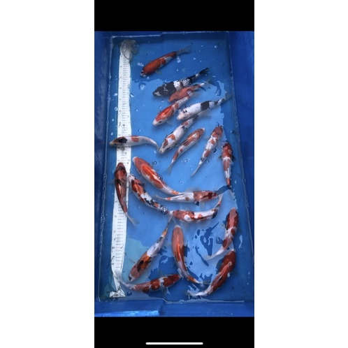 

ikan koi sidoarjo grade A-SQ murah