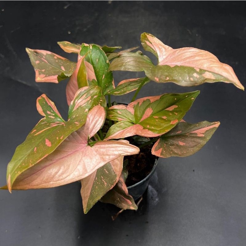 Syngonium Pink Splash / Tanaman Hias Syngonium Pink Splash