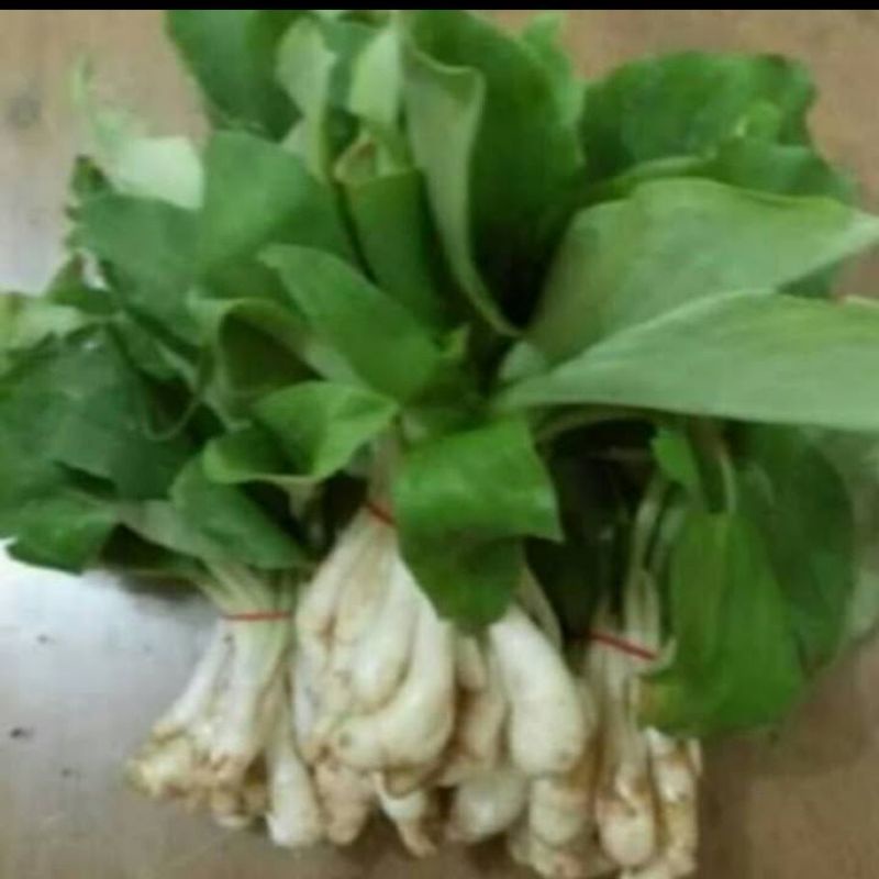 

DAUN KENCUR 1 IKAT