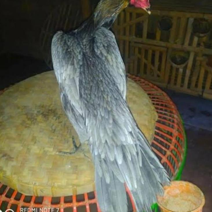 

[Y[41 ☎] telur vertil ayam bangkok ekor lidi-siap dikirim