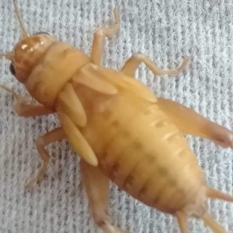 KUALITAS TERBAIK 1kg Telur Jangkrik Madu Super 98% Kuning