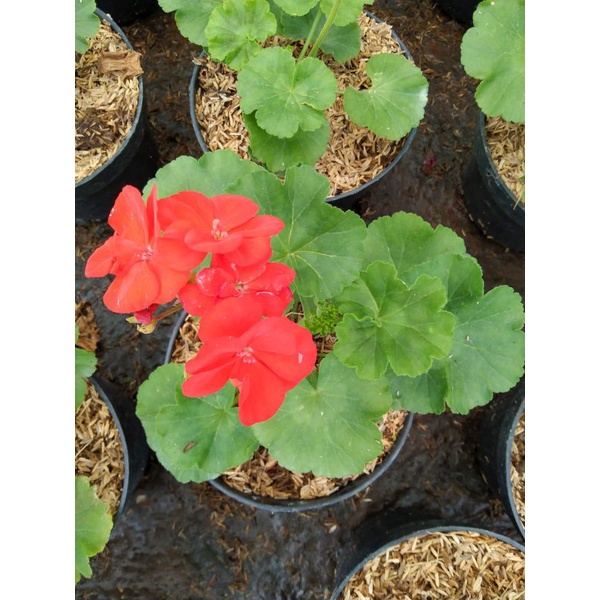 GERANIUM/BUNGA MERAH TEGAK