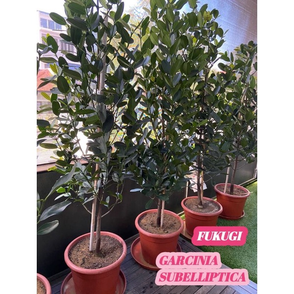 Bibit Tanaman FUKUGI | GARCINIA SUBELLIPTICA Manggis Filipina