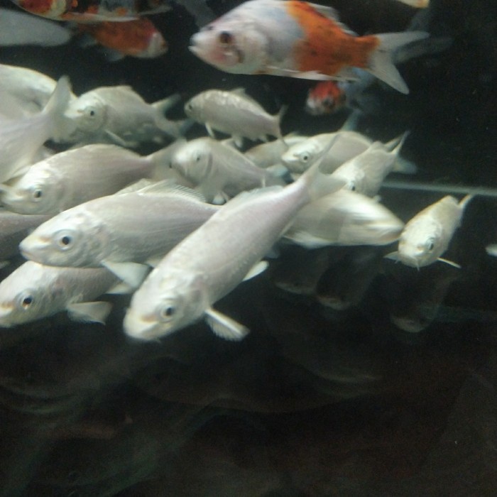 Ikan Koi Platinum Putih Cakep Bgt Penghias Kolam Kesayangan Gojek Only