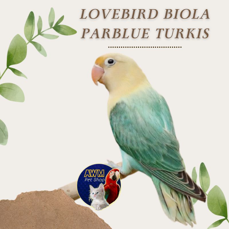 BURUNG LOVEBIRD BIOLA PB TURKIS / BIOLA PARBLUE TURKIS