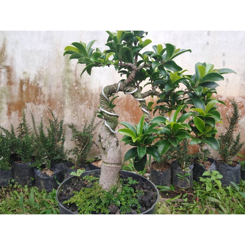 tanaman.hias.bonsai ficus elegan sudah jadi small