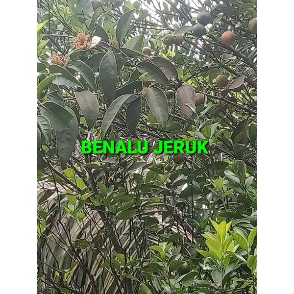

BENALU JERUK KERING HIJAU 1000 GRAM (PREMIUM QUALITY)